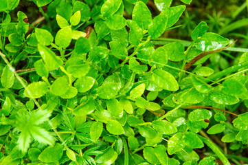 Close up. Forest Glade. Green leaves of a bilberries (blueberries) bush, wet from rain.