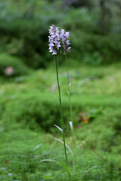 Flowering orchis