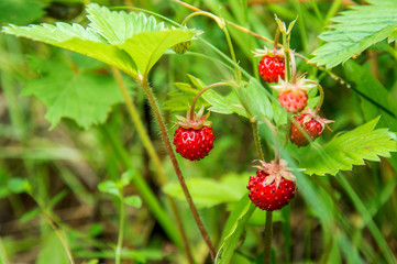 Close up, macro. Forest Glade. Wild strawberry bush with ripe berries. Green background. Copy space.