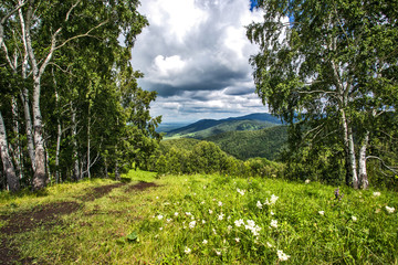 birch in the mountains