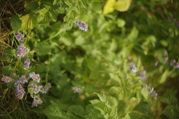flowers in the garden