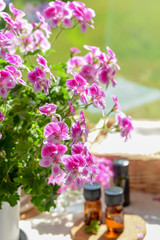 essential oils with rose geranium flower at spa salon