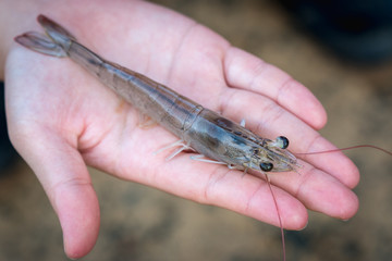 White shrimp placed on hand