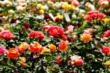 Obraz premium Bunte Rosen