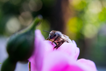 bee collects pollen on a pink rose