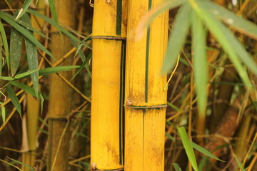 colors and textures on clumps of bamboo growing wild in a tropical southeast Asian garden