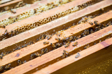 Closeup of bees crawl on beehives. Bees on honeycomb.