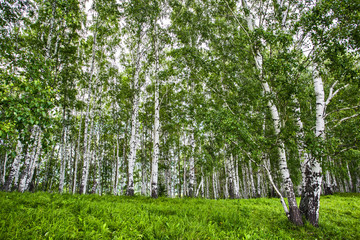 Fototapeta premium birch in the mountains