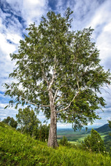 Obraz premium birch in the mountains