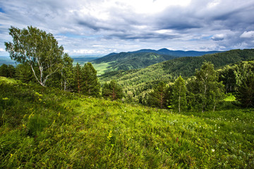 Obraz premium birch in the mountains