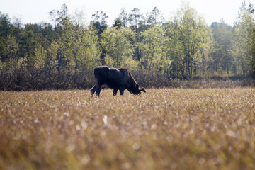 In spring moose eat young grass on floodplain meadows