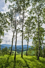 birch in the mountains