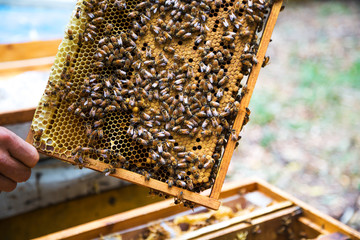 Closuep of  beekeeper holding a honeycomb full of bees.