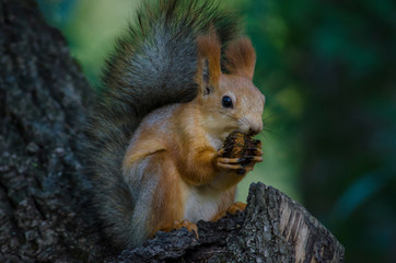 squirrel on a tree - 276536171