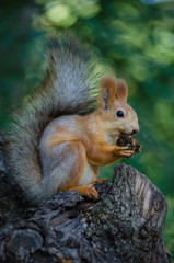 squirrel on tree - 276536186