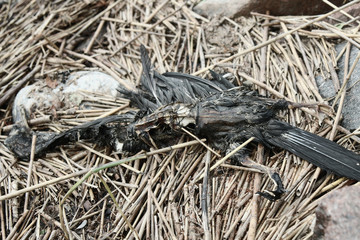 The corpse of a black bird