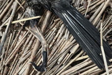 The corpse of a black bird