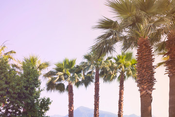 Palm trees at sky background. Vintage pink filter