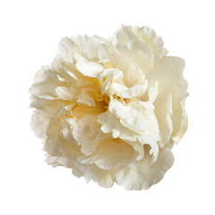 Gently yellow peony isolated on a white background.