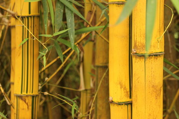colors and textures on clumps of bamboo growing wild in a tropical southeast Asian garden