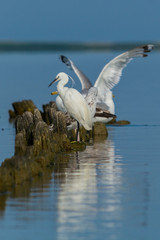 great white egret in the water - 276536529
