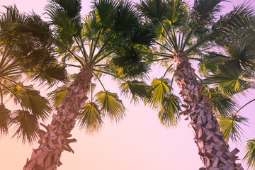 Palm trees at sky background. Vintage pink filter