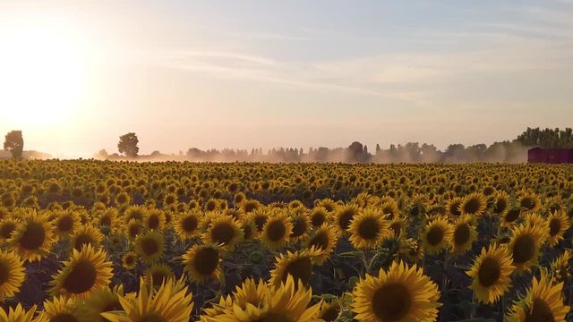 Immenso campo di girasoli gialli. Fioritura per produzione olio di semi da esportare.
