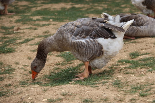 Oie picorant dans un enclos