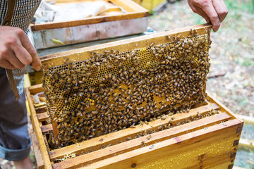 Closuep of  beekeeper holding a honeycomb full of bees.