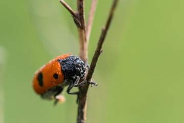 Insecte.