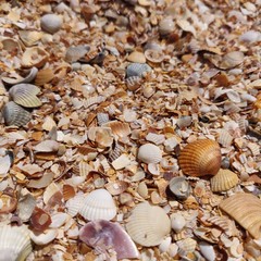 background from small varied seashells. 