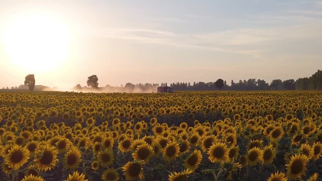 Immenso campo di girasoli gialli. Fioritura per produzione olio di semi da esportare.