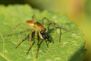 Araignée.