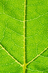 Green leaf background - 276537760