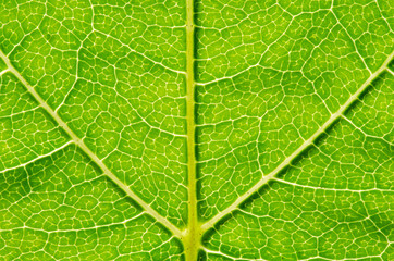 Green leaf background - 276537984