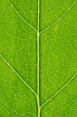 Green leaf background - 276538134