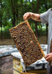 Beekeeper and bees on honeycomb. Beekeeper holding a honeycomb full of bees.