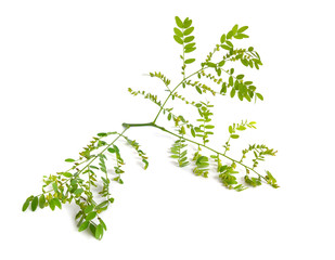 Plant Gleditsiaor locust isolated on white background