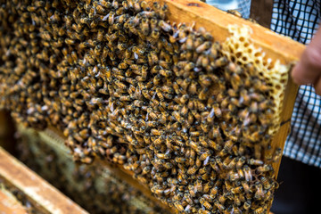 Closeup of beekeeper hold wooden frame with honeycomb. Collect honey. 