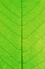 Green leaf background - 276538346