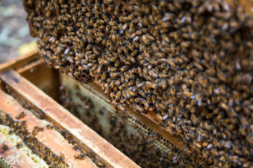 Closeup of beekeeper hold wooden frame with honeycomb. Collect honey. 