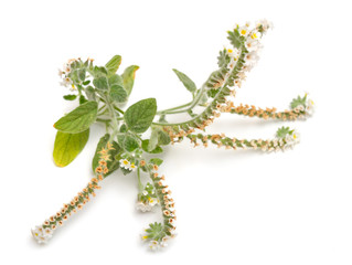 Naklejka premium Heliotropium commonly known as heliotropes. Isolated on white background