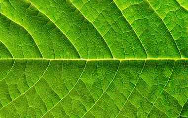 Green leaf background - 276538773