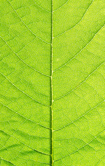 Fototapeta na wymiar Green leaf background