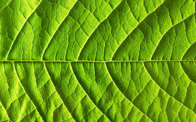 Green leaf background - 276538966