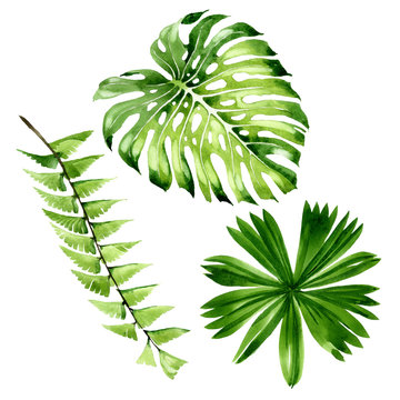 Palm beach tree leaves jungle botanical. Watercolor background illustration set. Isolated leaf illustration element.