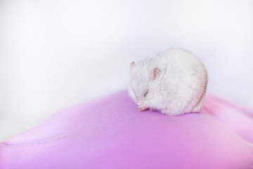 Fototapeta na wymiar Portrait of a white hamster with closed eyes, in pink cloth and isolated on white background.