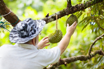 Farmer man picking durian from tree