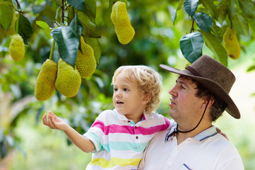 Father and child picking jackfruit from tree