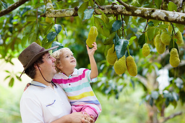 Father and child picking jackfruit from tree